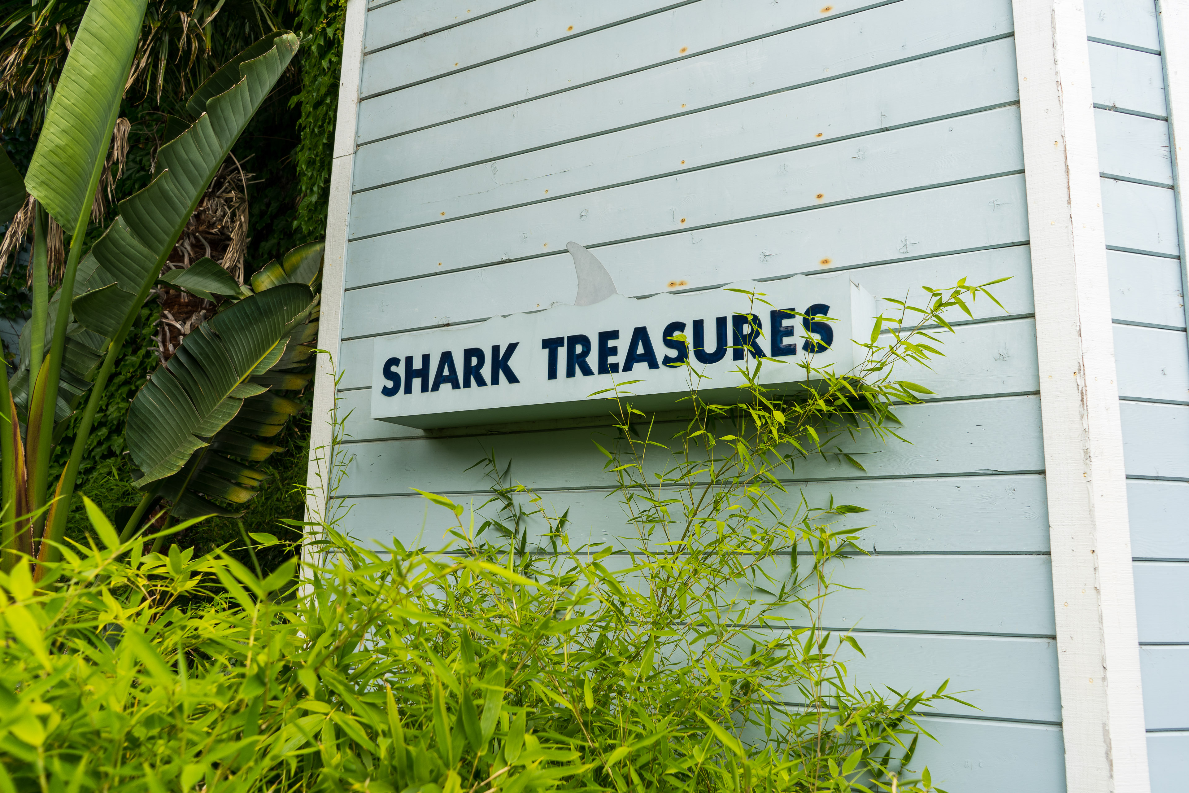 Shark Treasures