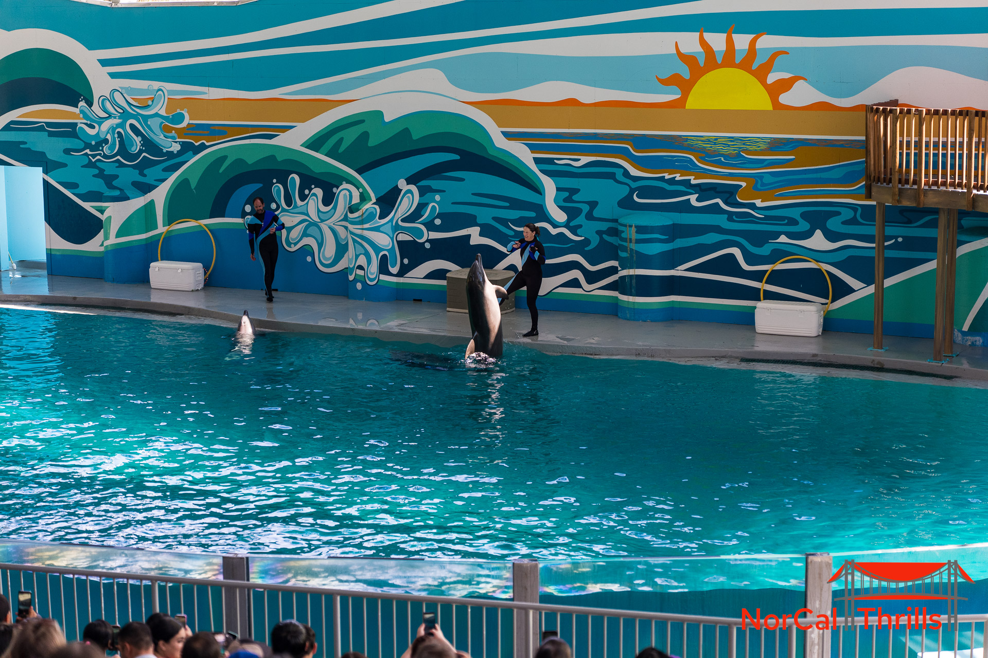 New "So Flippin Fun" Show