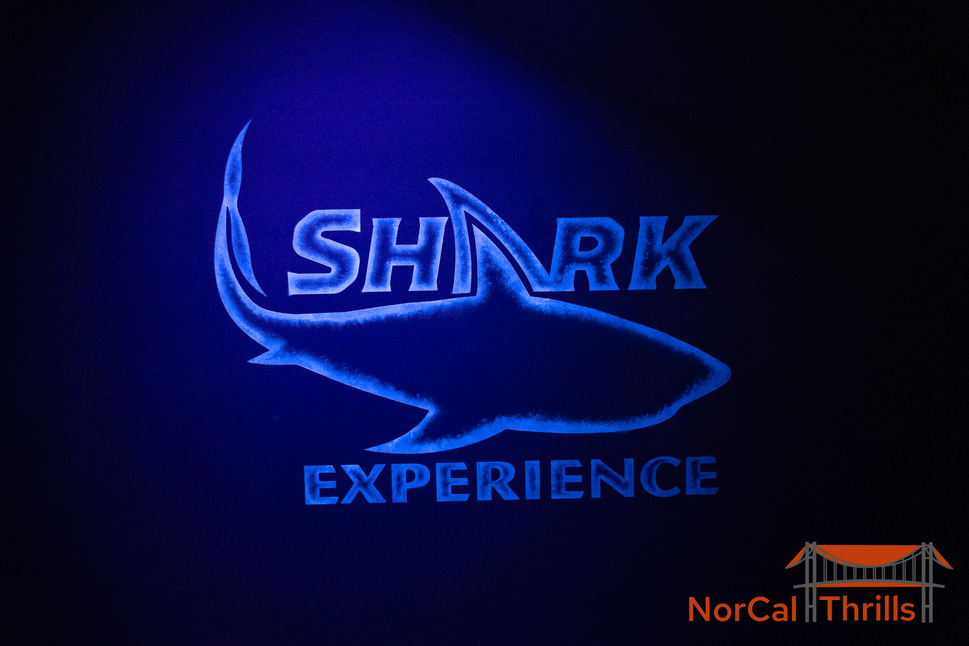 Shark Experience