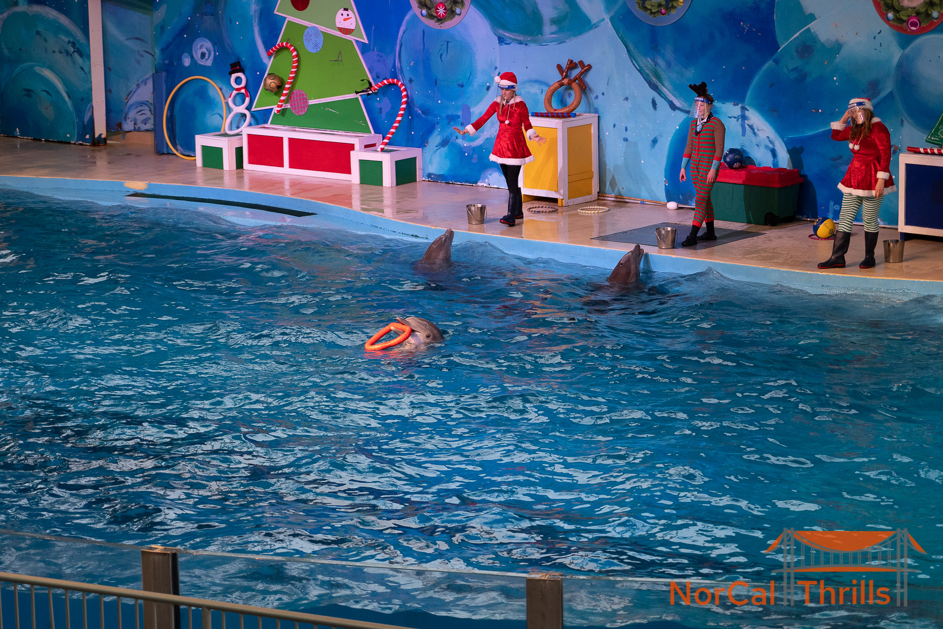 A Dolphin Holiday