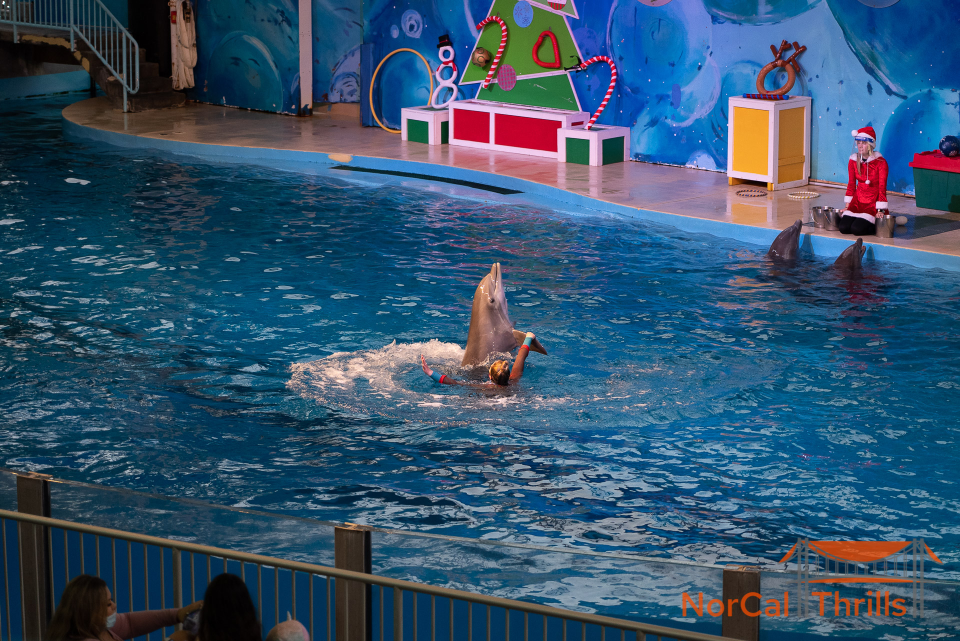 A Dolphin Holiday