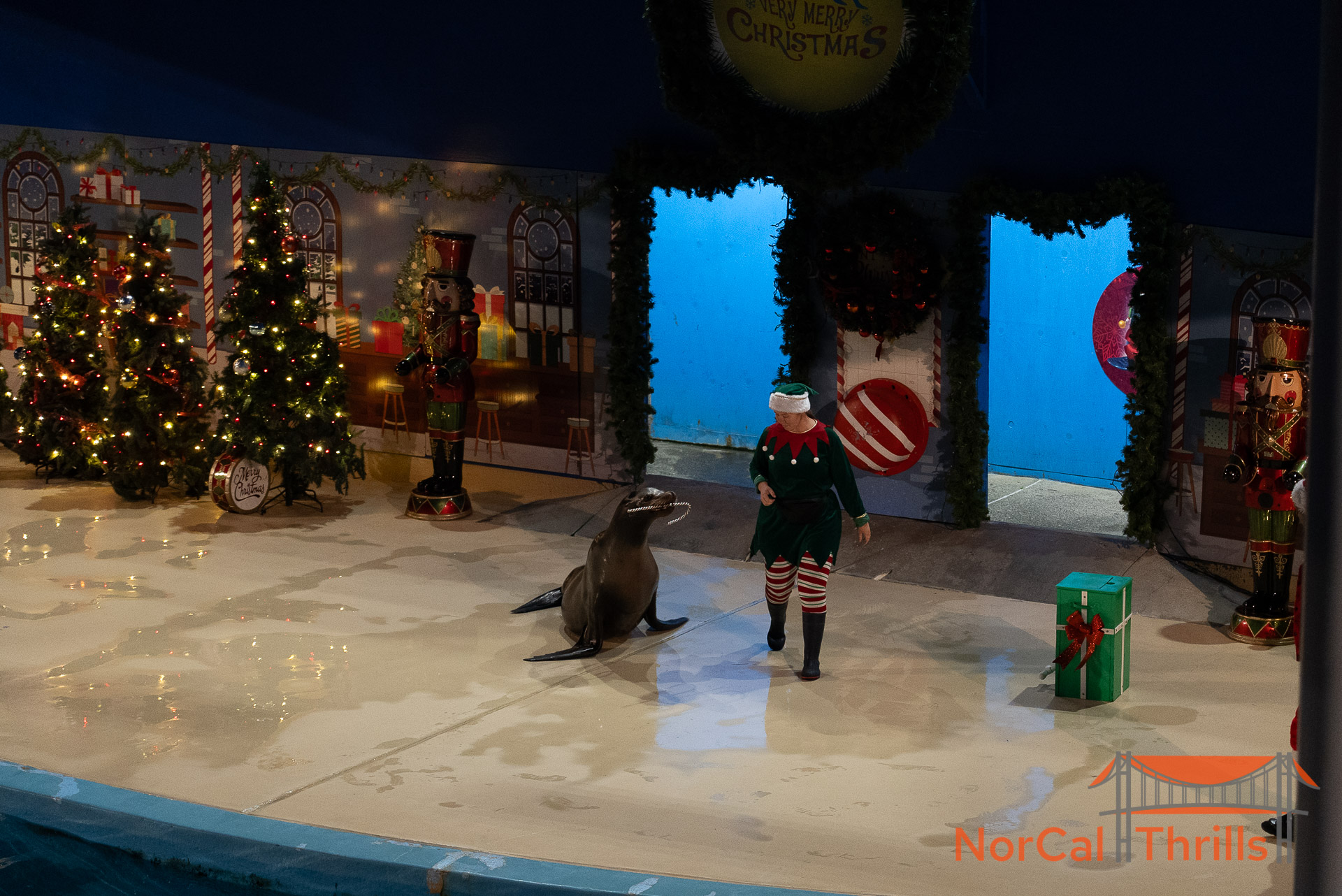 Holiday in the Park | Animal Shows