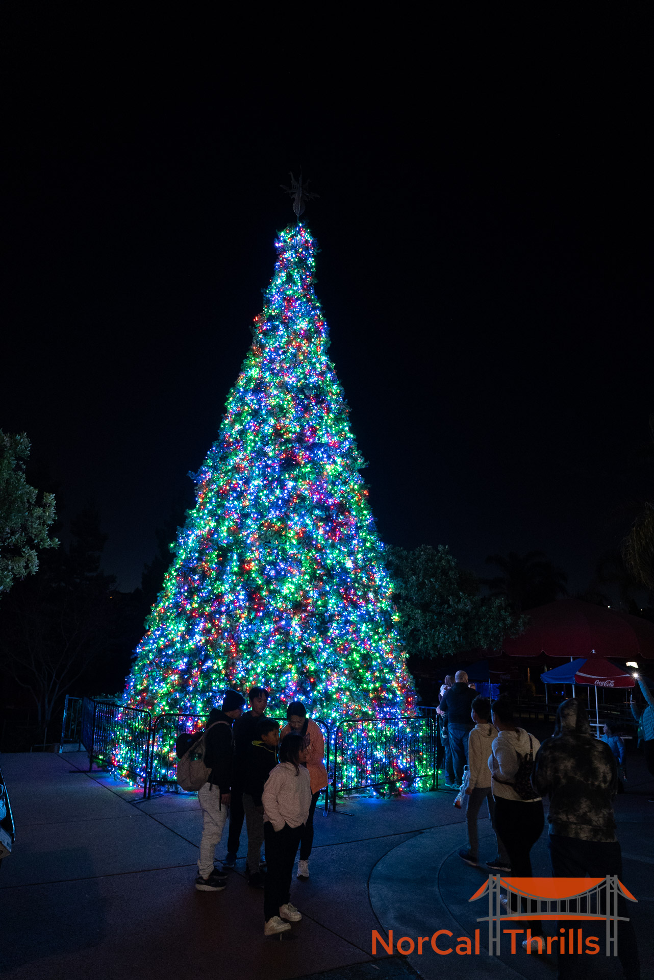 Holiday in the Park | Christmas Tree Forest